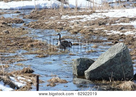 Canada Geese in Stream