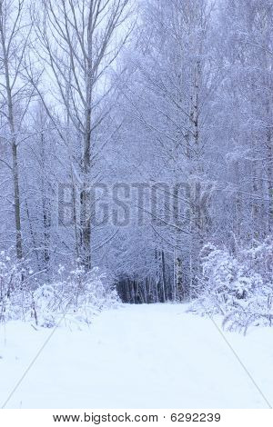 Snow-covered Road To Winter Wood