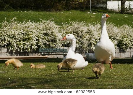 geese family