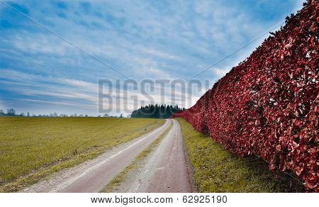 Vibrant Hedgerow