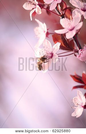 Spring Cherry Blossom