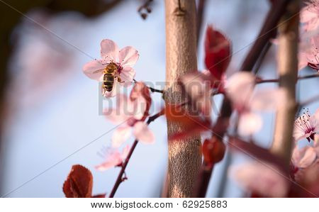 Spring Cherry Blossom