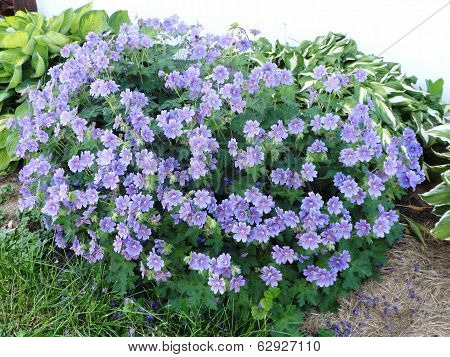 Flock of purple flowers