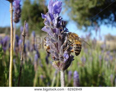 Bee6