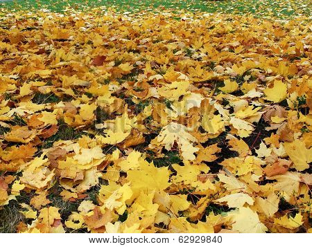 Mapple Leaves In The Beautiful Autumn Park