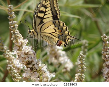 Motyl