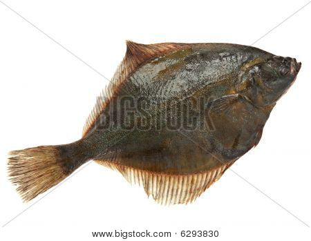 Flatfish