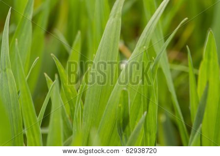 Grass