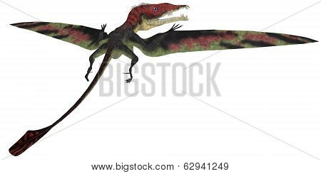 Eudimorphodon Profile On White