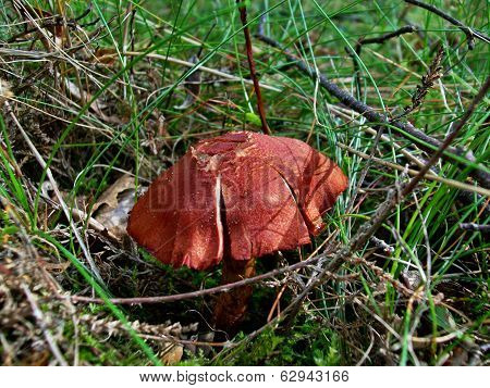 Mushroom Cortinarius Sanguineus