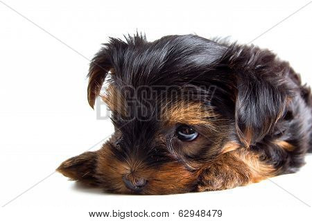Lovely Puppy Of A Dog