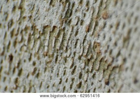 Tree Bark Texture