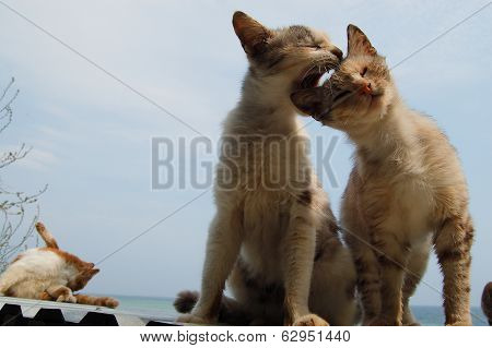 Love And Tenderness Of Cats