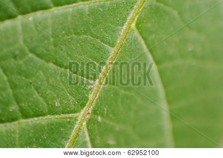 Green Leaf