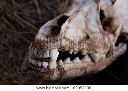 Skull Of A Dog