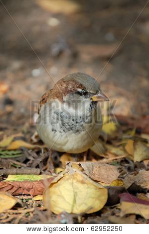 Sparrow