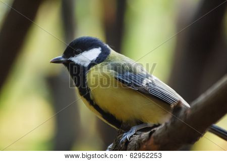 Titmouse