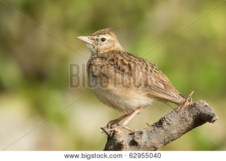 Crested Lark Sitting On A Perch