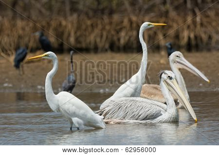 Mixed Group Of Pinked-back Pelicans And Great White Egrets