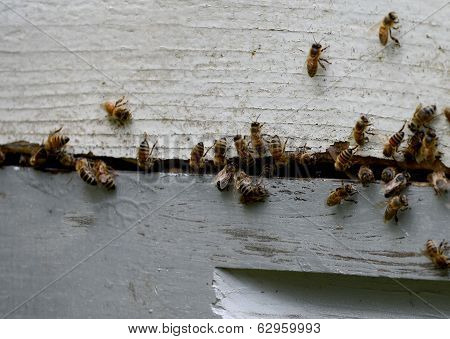 Close-up Of Bees Swarming Bee Hive
