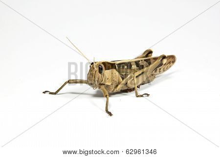 Left Side View Of Patterned Grasshopper On White