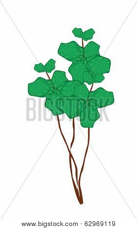 Fresh Peppermint Plant On A White Background