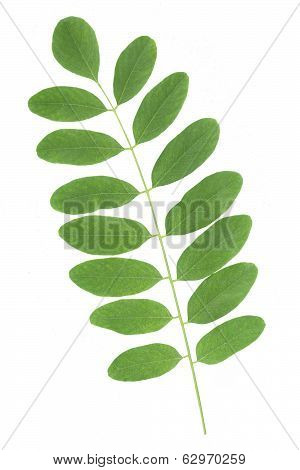 leaves