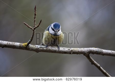 blue tit