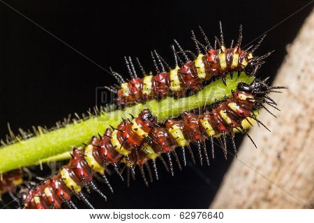 Butterfly Caterpillar