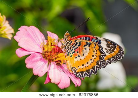 Butterfly And Flower
