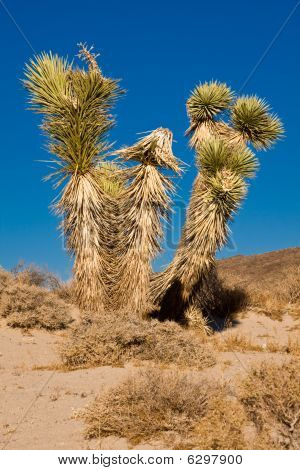 Joshua Tree