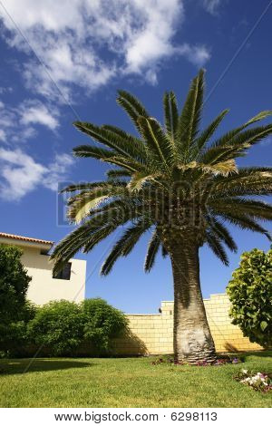 Palmu vihreän nurmikon