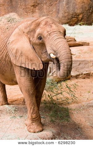 einen großen wilden afrikanischen Elefanten