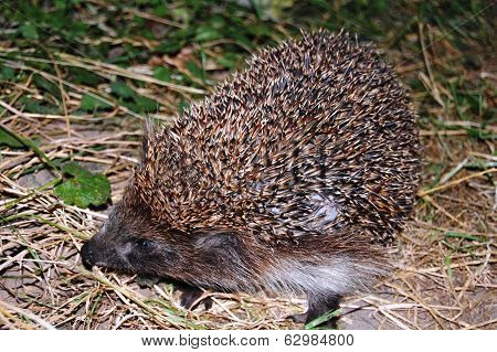 hedgehog