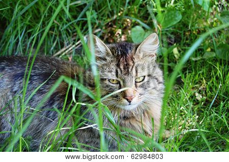 cat