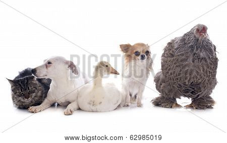 Five Animal