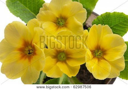 Blossoming Primrose