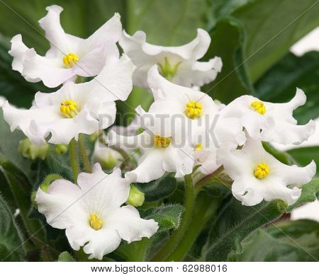 Violet Flowers