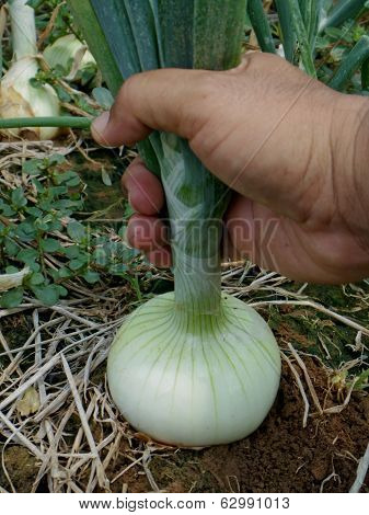 Fresh Onion In The Field