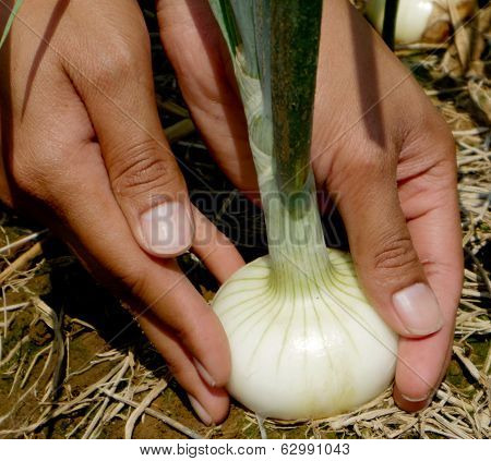 Fresh Onion With Two Hands