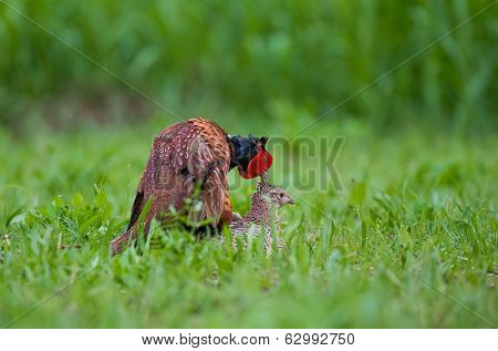Pheasant