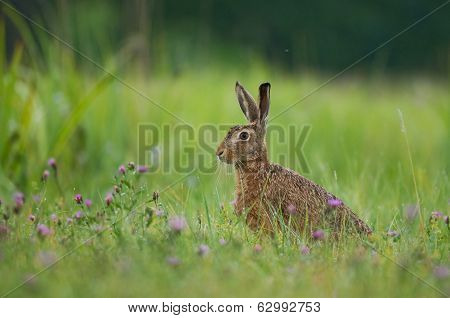 Hare