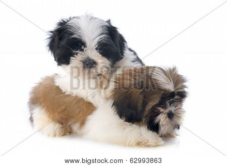 Puppies Shitzu