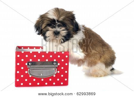 Puppy Shitzu