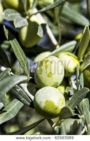Olive Harvest
