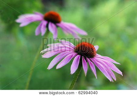 Coneflower
