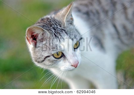 Cat