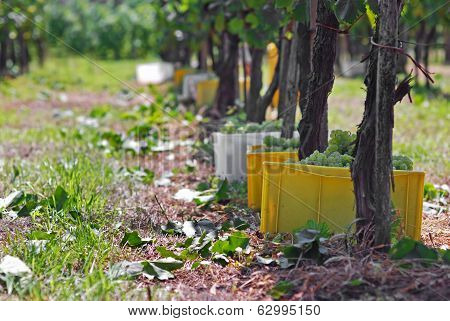 Grapevines