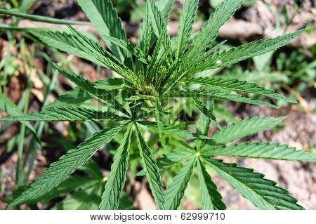 wild cannabis