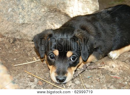 black puppy